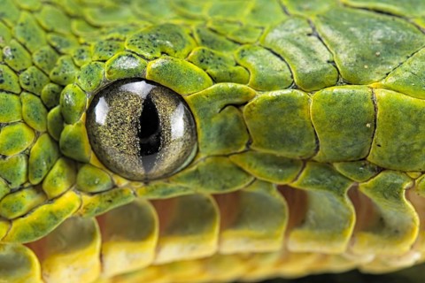 Emerald tree boa (Corallus caninus) captive