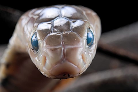 Taiwan cobra (Naja atra formosa) Captive. Taiwan