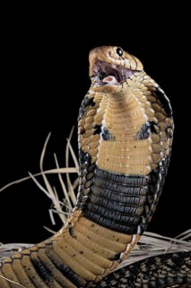 Forest cobra (Naja melanoleuca) Captive. Cameroon