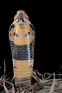 Forest cobra (Naja melanoleuca) Captive. Cameroon