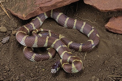 California Kingsnake (Lampropeltis getulus californiae) captive