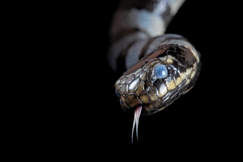 Sea krait (Laticauda colubrina) .North Sulawesi