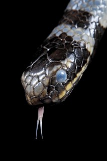 Sea krait (Laticauda colubrina) .North Sulawesi