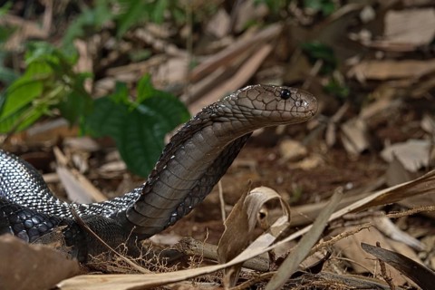 Javan spitting cobra (Naja sputatrix) Java