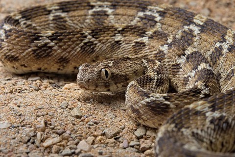 Egyptian saw-scaled viper (Echis pyramidum) .Egypt