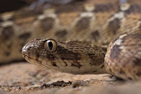 Egyptian saw-scaled viper (Echis pyramidum) .Egypt