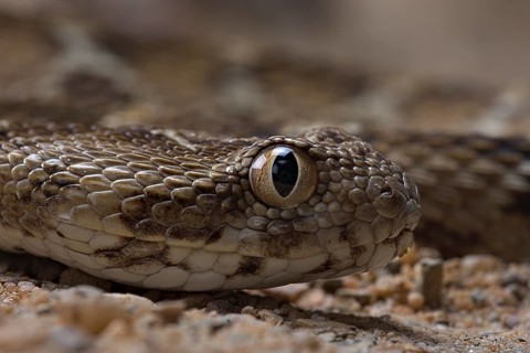 Egyptian saw-scaled viper (Echis pyramidum)