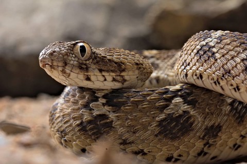 Egyptian saw-scaled viper (Echis pyramidum)