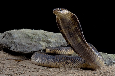 Egyptian Cobra (Naja haje) Captive. Egypte