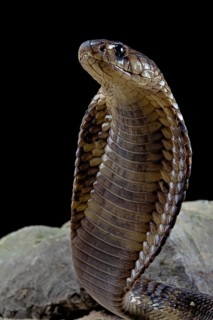 Egyptian Cobra (Naja haje) Captive. Egypte