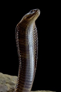 Egyptian Cobra (Naja haje) Captive. Egypte