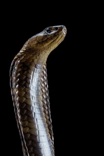 Egyptian Cobra (Naja haje) Captive. Egypte