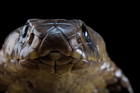 Egyptian Cobra (Naja haje) Captive. Egypte