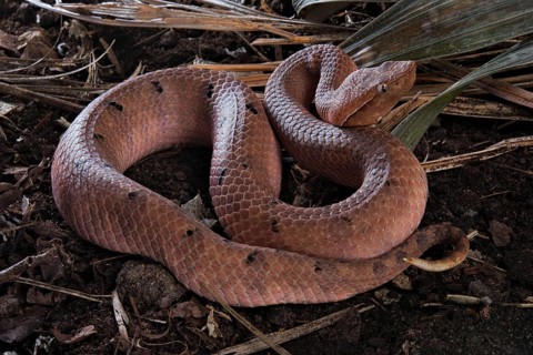 Hump-nosed Pit viper (Hypnale hypnale)
