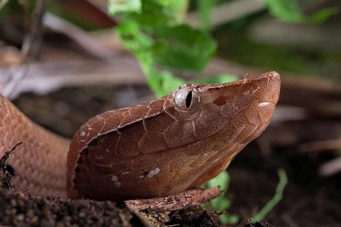 Hump-nosed Pit viper (Hypnale hypnale)