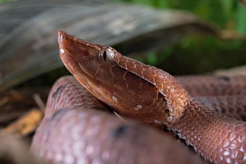Hump-nosed Pit viper (Hypnale hypnale)