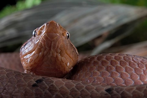 Hump-nosed Pit viper (Hypnale hypnale)