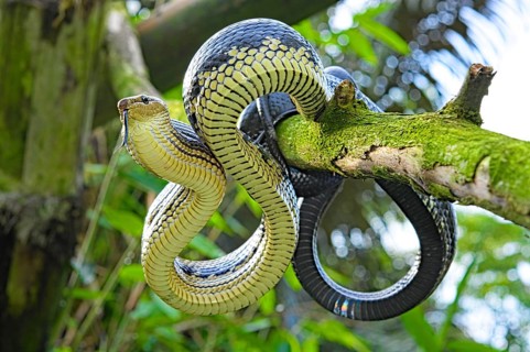 Jansens Rat Snake (Gonyosoma jansenii) North Sulawesi
