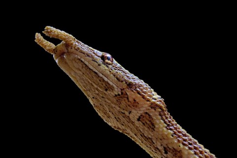 Tentale snake (Erpeton tentaculatum) captive