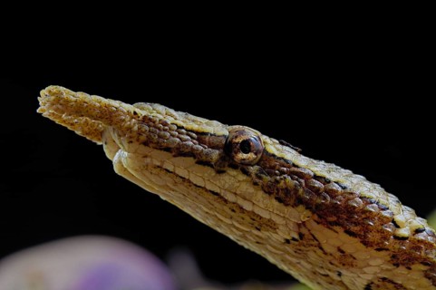 Tentale snake (Erpeton tentaculatum) captive