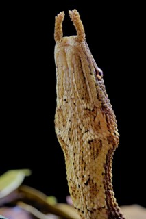 Tentale snake (Erpeton tentaculatum) captive