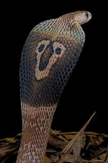 Indian cobra (Naja naja)