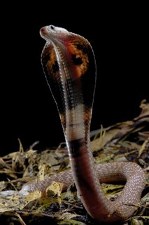 Indian cobra (Naja naja)