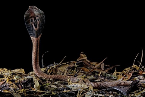 Indian cobra (Naja naja)