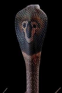 Indian cobra (Naja naja)