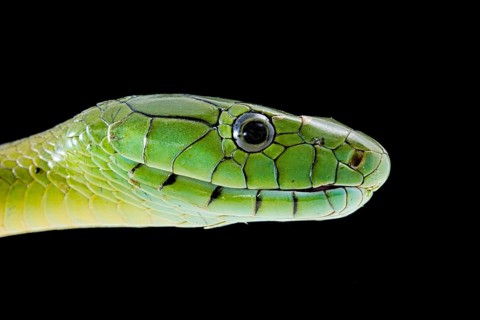 Jameson's mamba (Dendroaspis jamesoni jamesoni)