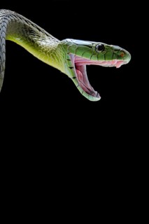 Jameson's mamba (Dendroaspis jamesoni jamesoni)