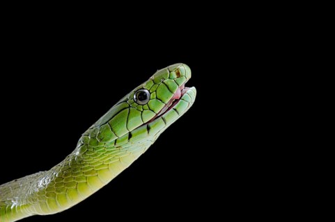 Jameson's mamba (Dendroaspis jamesoni jamesoni)
