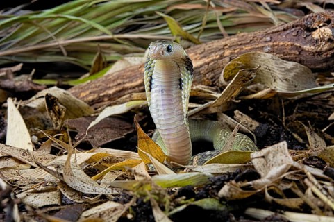 Taiwan cobra (Naja atra formosa)