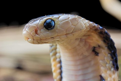 Taiwan cobra (Naja atra formosa)