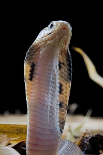 Taiwan cobra (Naja atra formosa)