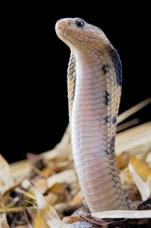 Taiwan cobra (Naja atra formosa) Captive. Taiwan
