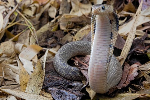 Taiwan cobra (Naja atra formosa)