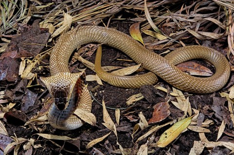 Monocled cobra (Naja kaouthia)
