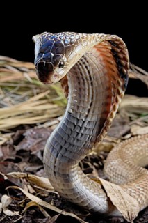 Monocled cobra (Naja kaouthia)
