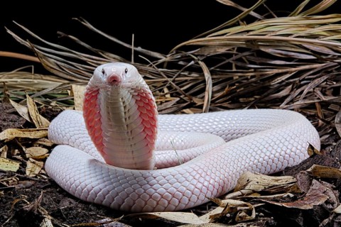 Leucistic Monocled cobra (Naja kaouthia)