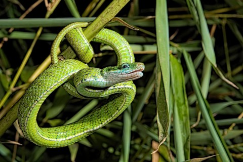 Gonyosoma prasinum. Tam Dao Viet Nam