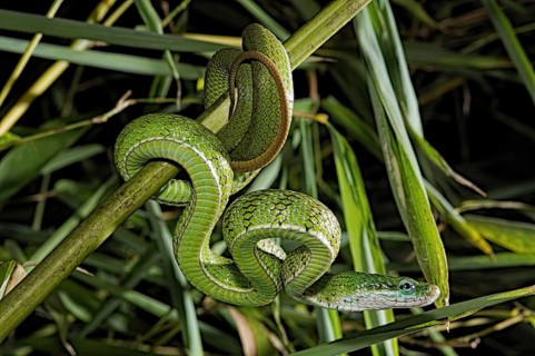Gonyosoma prasinum. Tam Dao Viet Nam