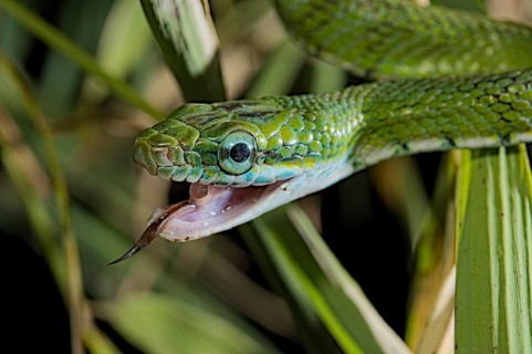 Gonyosoma prasinum. Tam Dao Viet Nam