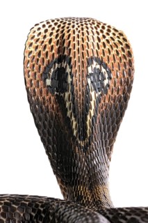 Indian cobra (Naja naja)