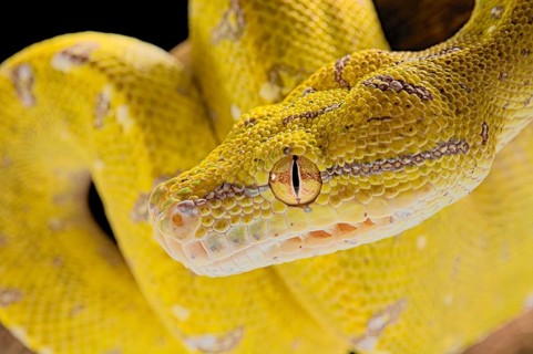 Green tree python (Morelia viridis) Aru locality. Juvenile. captive
