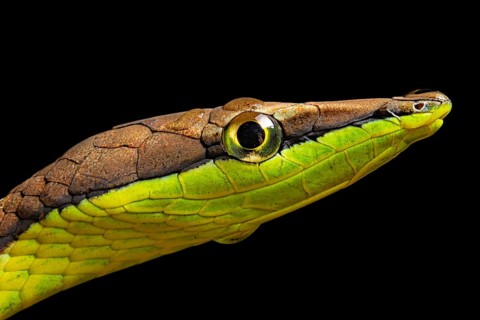 Brown vine snake (Oxybelis aenus)