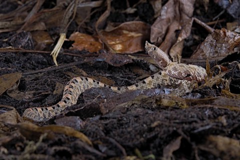 Lansberg's hognosed pitviper (Porthidium lansbergii)
