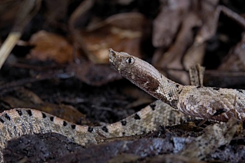 Lansberg's hognosed pitviper (Porthidium lansbergii)