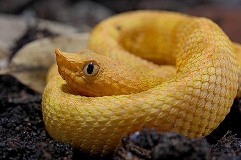 Hog Nose Pitviper (Porthidium lansbergii rozei)