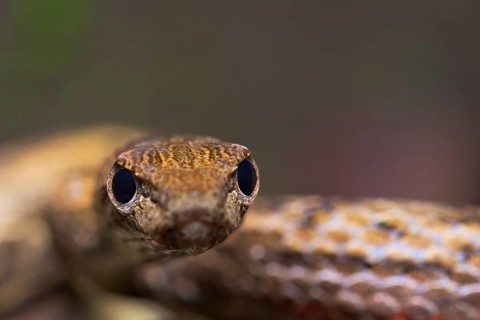 Mock viper (Psammodynastes pulverulentus)